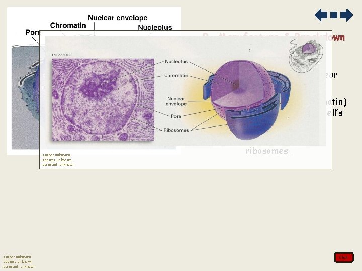 B. Manufacture & Breakdown 1. Nucleus- control center a. surrounded by a nuclear envelope B. Manufacture & Breakdown 1. Nucleus- control center a. surrounded by a nuclear envelope