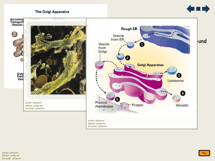 4. Golgi apparatus packages products in membrane-bound vesicles a. modifies, stores, and transports_ author