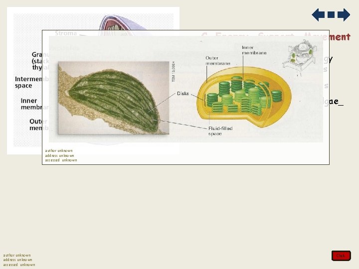 C. Energy. Support. Movement 1. Chloroplasts convert energy from the sun into sugars a.