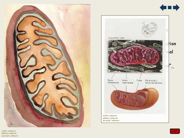 2. The mitochondria releases energy from sugar a. site of cellular respiration b. found