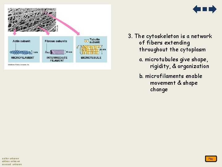 3. The cytoskeleton is a network of fibers extending throughout the cytoplasm a. microtubules