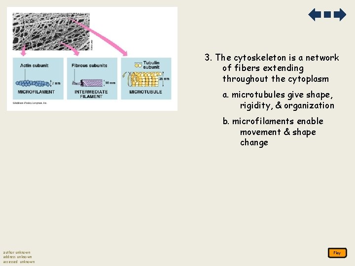 3. The cytoskeleton is a network of fibers extending throughout the cytoplasm a. microtubules 3. The cytoskeleton is a network of fibers extending throughout the cytoplasm a. microtubules