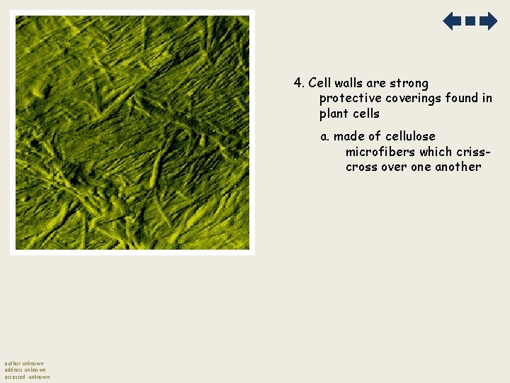 4. Cell walls are strong protective coverings found in plant cells a. made of 4. Cell walls are strong protective coverings found in plant cells a. made of