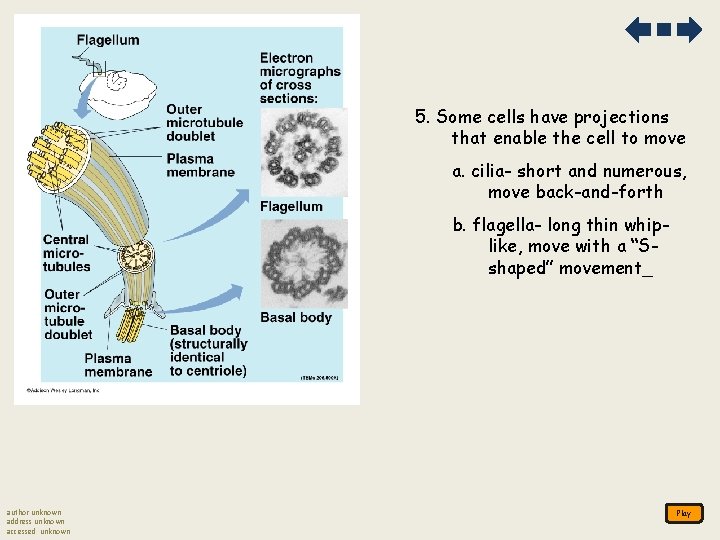 5. Some cells have projections that enable the cell to move a. cilia- short