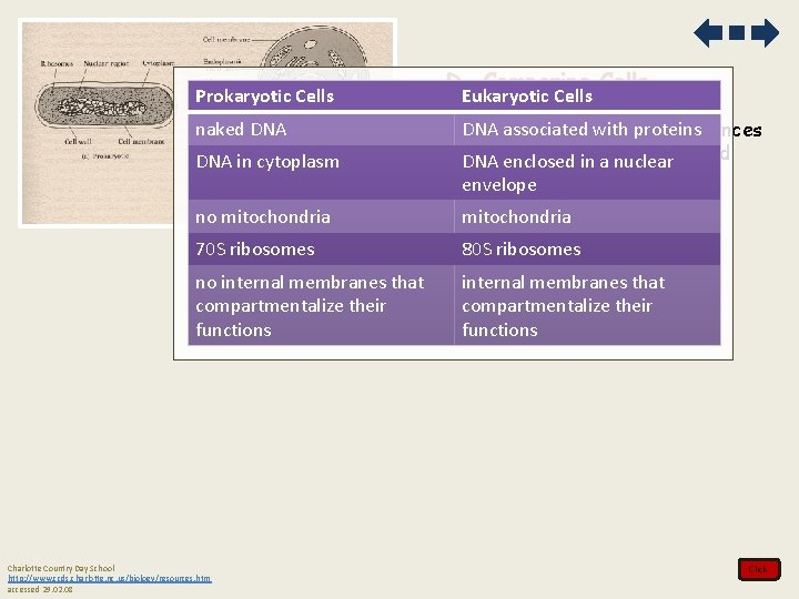 Prokaryotic Cells D. Comparing Cells Eukaryotic Cells DNA in cytoplasm DNA associated with proteins