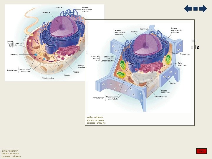 2. There are three distinct differences between plant and animal cells, plant cells have: