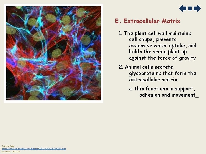 E. Extracellular Matrix 1. The plant cell wall maintains cell shape, prevents excessive water E. Extracellular Matrix 1. The plant cell wall maintains cell shape, prevents excessive water