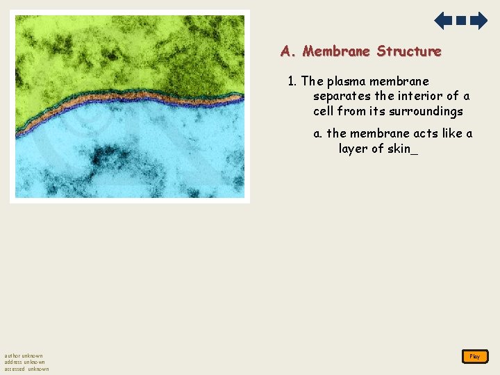 A. Membrane Structure 1. The plasma membrane separates the interior of a cell from