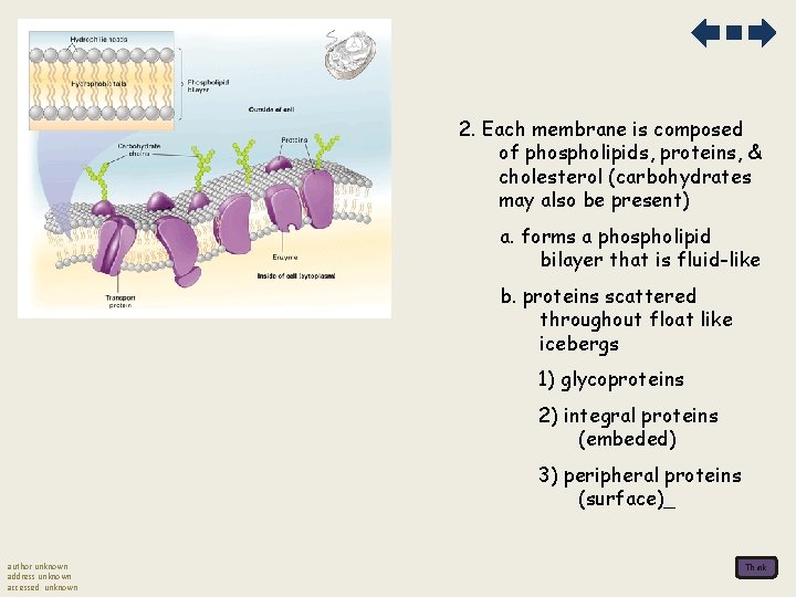 2. Each membrane is composed of phospholipids, proteins, & cholesterol (carbohydrates may also be