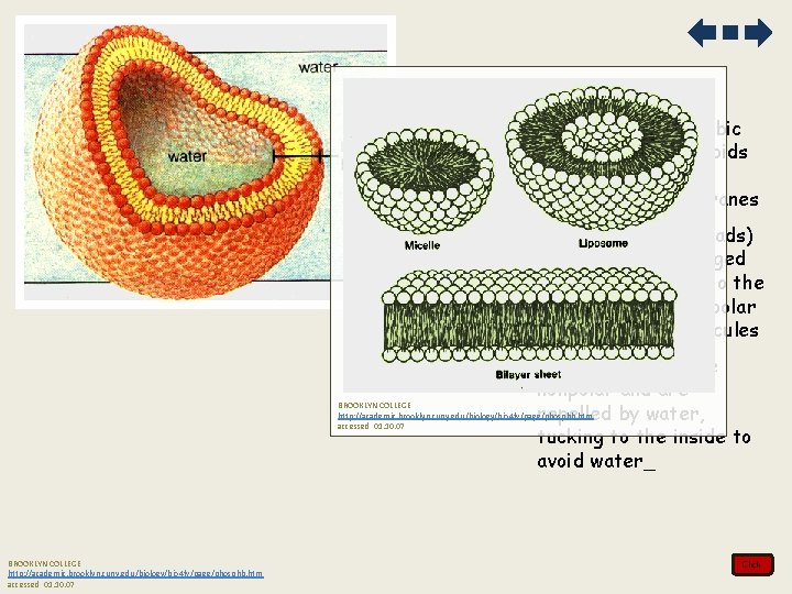 3. Hydrophilic and hydrophobic properties of phospholipids help to maintain the structure of cell