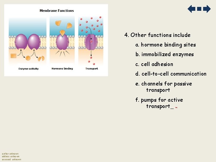 4. Other functions include a. hormone binding sites b. immobilized enzymes c. cell adhesion 4. Other functions include a. hormone binding sites b. immobilized enzymes c. cell adhesion