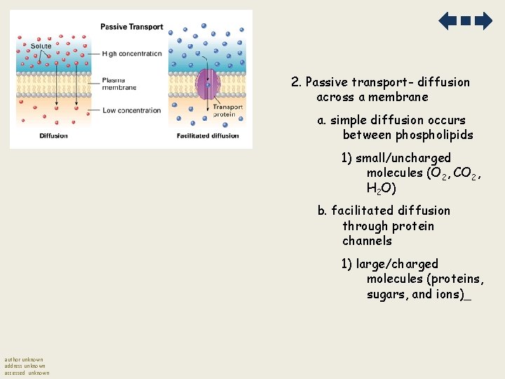 2. Passive transport- diffusion across a membrane a. simple diffusion occurs between phospholipids 1)