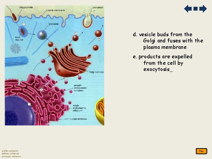 d. vesicle buds from the Golgi and fuses with the plasma membrane e. products d. vesicle buds from the Golgi and fuses with the plasma membrane e. products