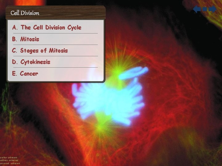 Cell Division A. The Cell Division Cycle B. Mitosis C. Stages of Mitosis D.