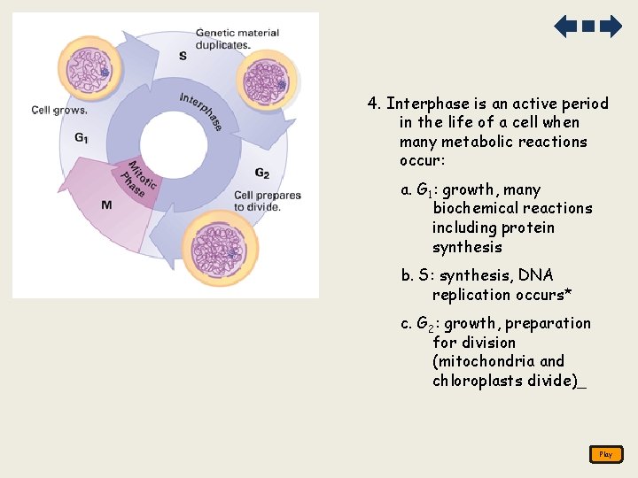 4. Interphase is an active period in the life of a cell when many