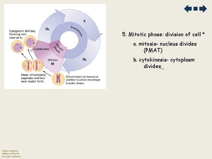 5. Mitotic phase: division of cell * a. mitosis- nucleus divides (PMAT) b. cytokinesis-