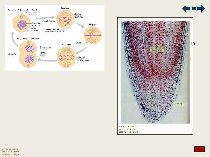 C. Stages of Mitosis 1. Prophase- DNA condenses 2. Metaphase- DNA lines up in