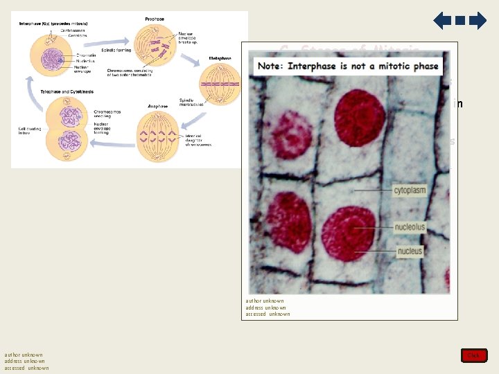 C. Stages of Mitosis 1. Prophase- DNA condenses 2. Metaphase- DNA lines up in