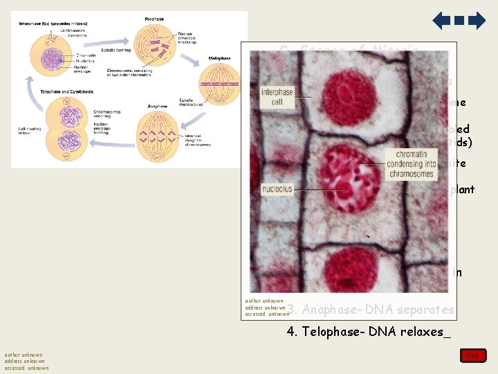 C. Stages of Mitosis 1. Prophase- DNA condenses a. supercoiling of chromosome makes DNA C. Stages of Mitosis 1. Prophase- DNA condenses a. supercoiling of chromosome makes DNA