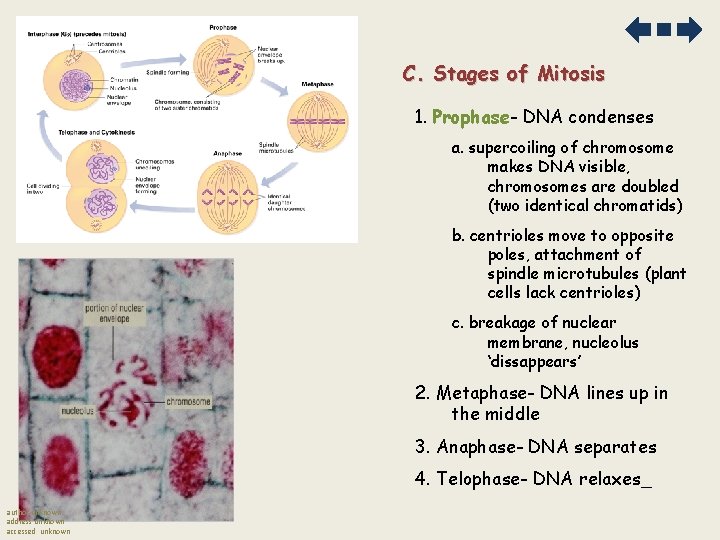 C. Stages of Mitosis 1. Prophase- DNA condenses a. supercoiling of chromosome makes DNA C. Stages of Mitosis 1. Prophase- DNA condenses a. supercoiling of chromosome makes DNA