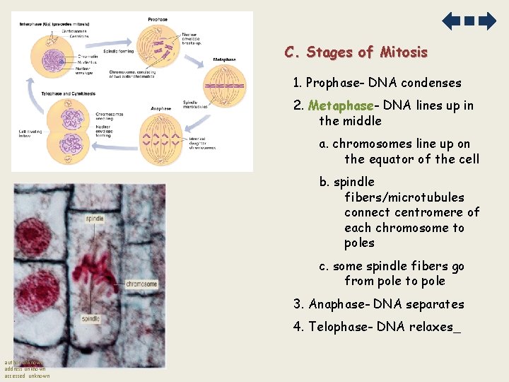 C. Stages of Mitosis 1. Prophase- DNA condenses 2. Metaphase- DNA lines up in