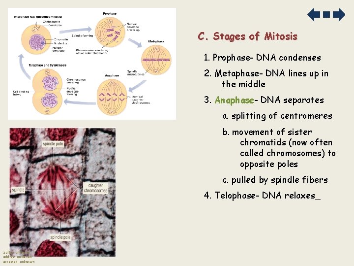 C. Stages of Mitosis 1. Prophase- DNA condenses 2. Metaphase- DNA lines up in C. Stages of Mitosis 1. Prophase- DNA condenses 2. Metaphase- DNA lines up in