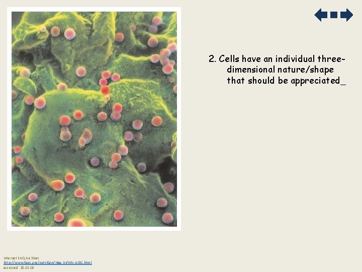 2. Cells have an individual threedimensional nature/shape that should be appreciated_ Internet FAQ Archives