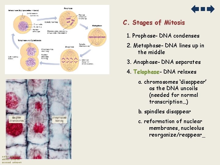 C. Stages of Mitosis 1. Prophase- DNA condenses 2. Metaphase- DNA lines up in C. Stages of Mitosis 1. Prophase- DNA condenses 2. Metaphase- DNA lines up in