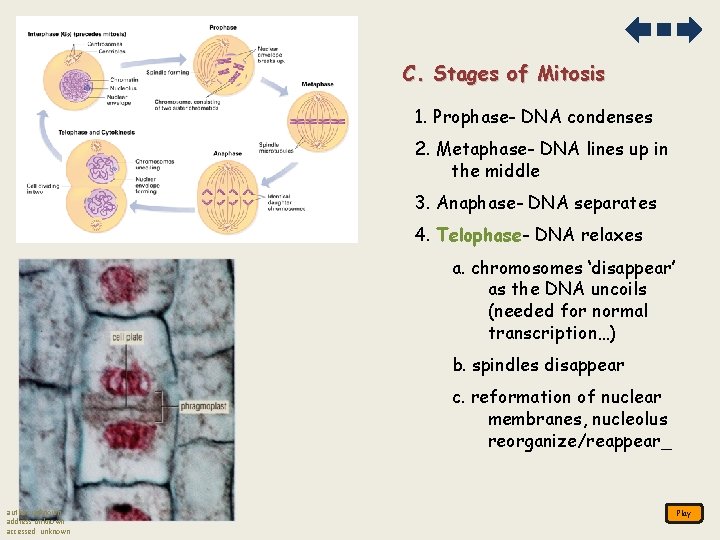 C. Stages of Mitosis 1. Prophase- DNA condenses 2. Metaphase- DNA lines up in C. Stages of Mitosis 1. Prophase- DNA condenses 2. Metaphase- DNA lines up in