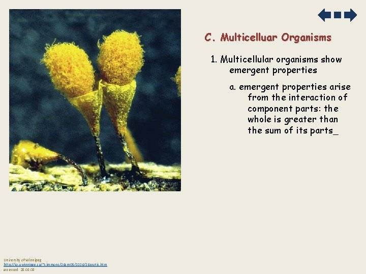 C. Multicelluar Organisms 1. Multicellular organisms show emergent properties arise from the interaction of