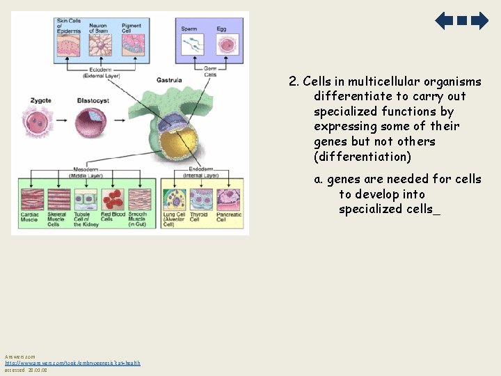 2. Cells in multicellular organisms differentiate to carry out specialized functions by expressing some