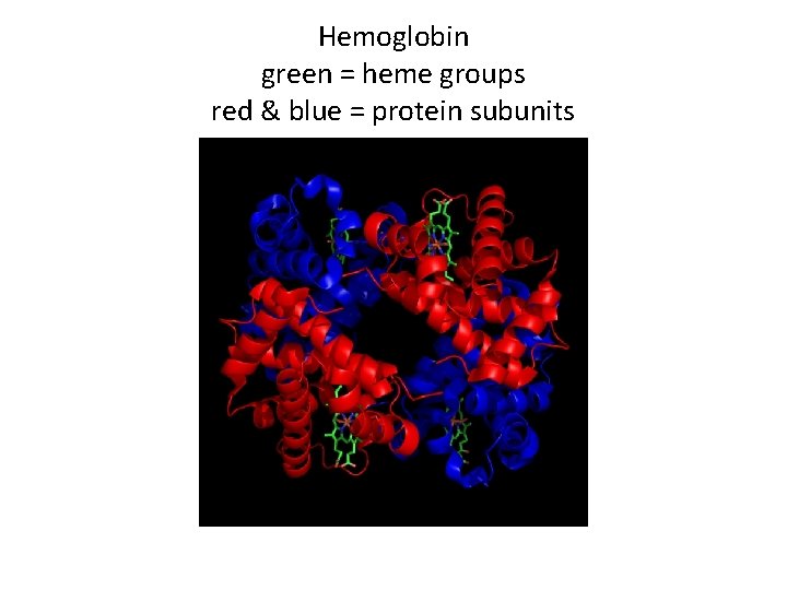 Hemoglobin green = heme groups red & blue = protein subunits 