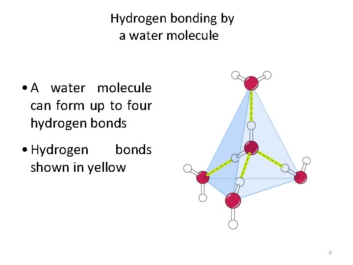 Hydrogen bonding by a water molecule • A water molecule can form up to