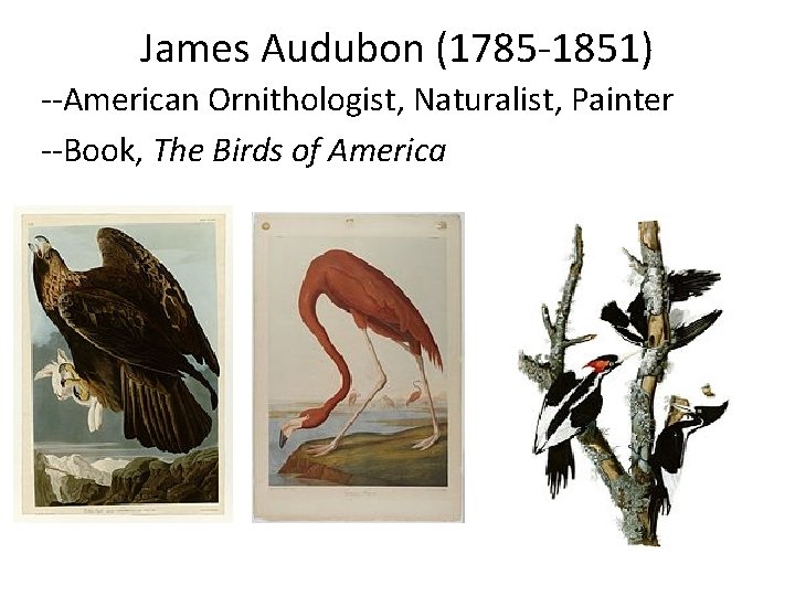 James Audubon (1785 -1851) --American Ornithologist, Naturalist, Painter --Book, The Birds of America 