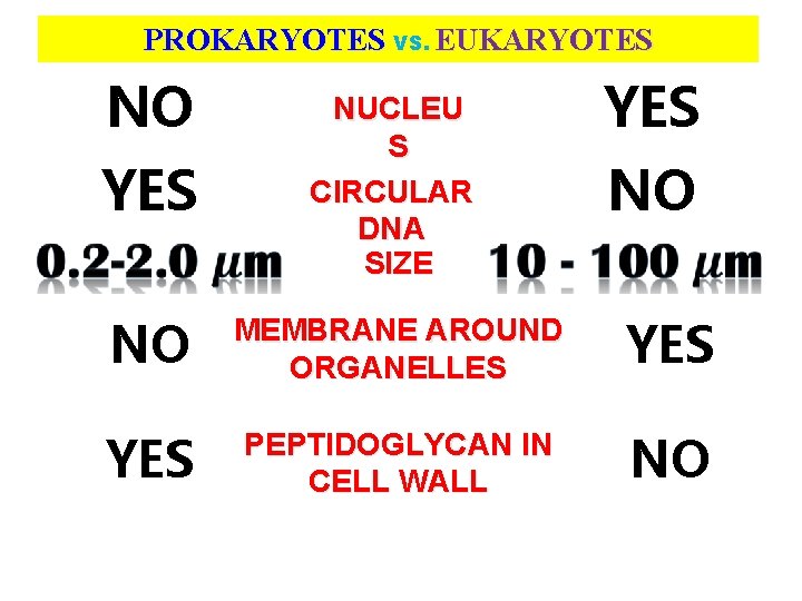 PROKARYOTES VS. EUKARYOTES NO YES NUCLEU S CIRCULAR DNA SIZE NO MEMBRANE AROUND ORGANELLES