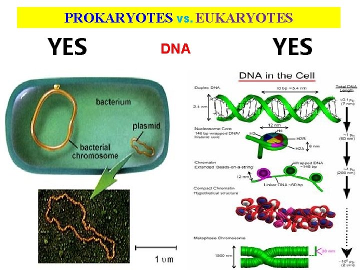 PROKARYOTES VS. EUKARYOTES YES DNA YES 11 