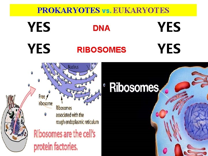 PROKARYOTES VS. EUKARYOTES YES DNA YES RIBOSOMES YES 