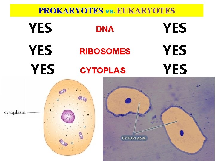 PROKARYOTES VS. EUKARYOTES YES YES DNA RIBOSOMES CYTOPLAS M YES YES 13 