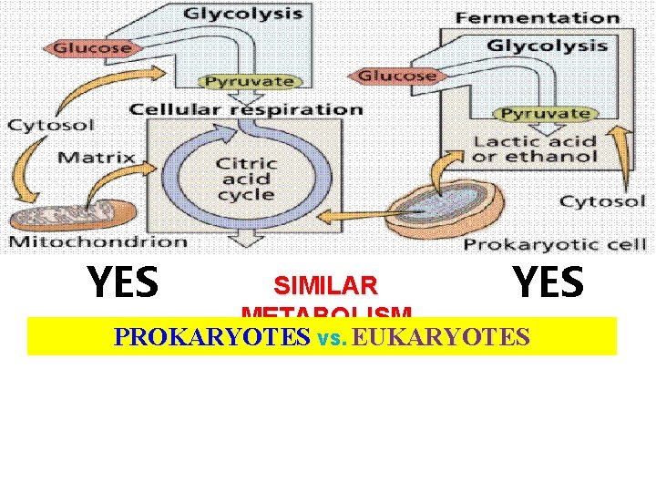 YES SIMILAR YES METABOLISM PROKARYOTES VS. EUKARYOTES 