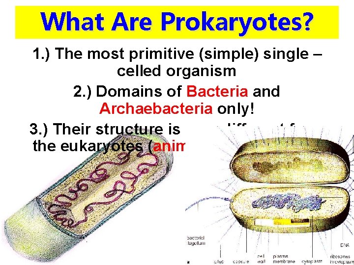What Are Prokaryotes? 1. ) The most primitive (simple) single – celled organism 2.
