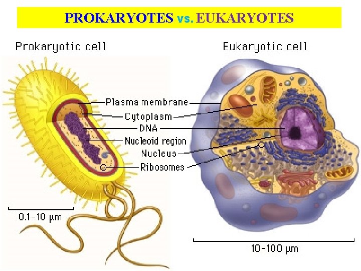 PROKARYOTES VS. EUKARYOTES 3 