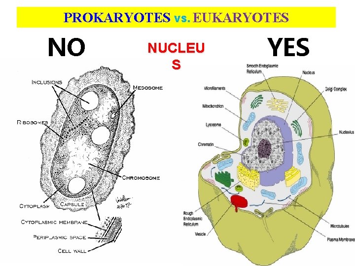 PROKARYOTES VS. EUKARYOTES NO NUCLEU S YES 