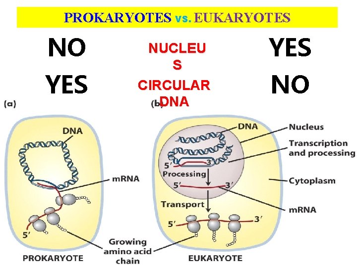 PROKARYOTES VS. EUKARYOTES NO YES NUCLEU S CIRCULAR DNA YES NO 5 