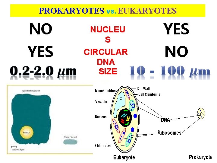 PROKARYOTES VS. EUKARYOTES NO YES NUCLEU S CIRCULAR DNA SIZE YES NO MEMBRANE AROUND