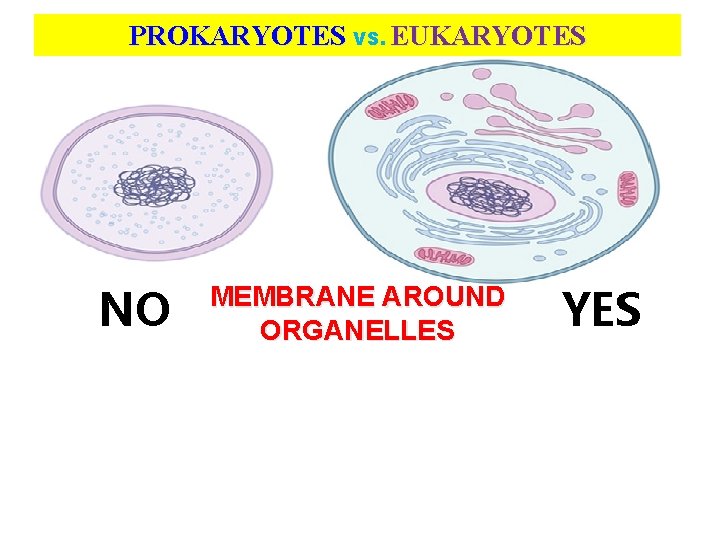 PROKARYOTES VS. EUKARYOTES NO MEMBRANE AROUND ORGANELLES YES 