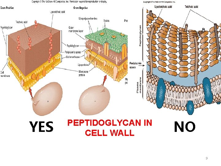 PROKARYOTES VS. EUKARYOTES NUCLEU S CIRCULAR DNA SIZE YES PEPTIDOGLYCAN IN CELL WALL NO