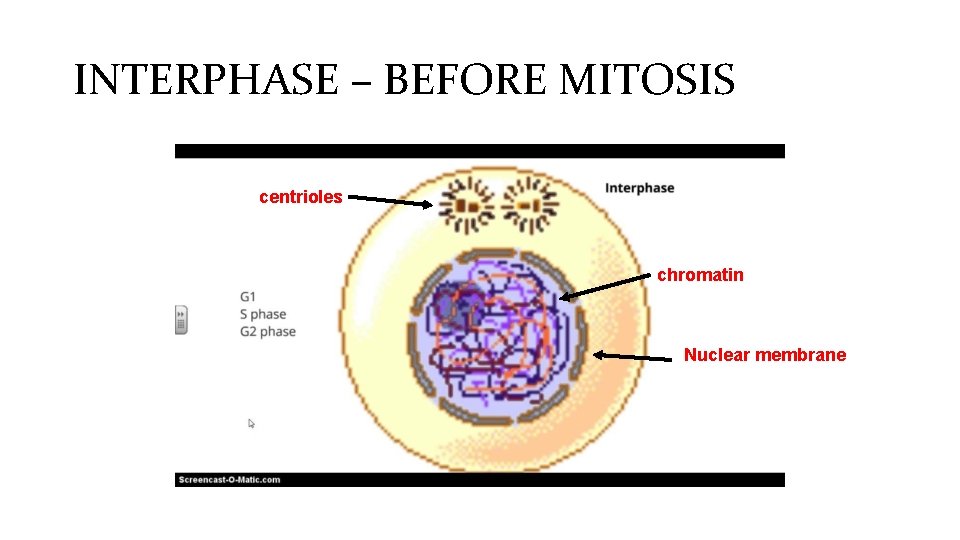 INTERPHASE – BEFORE MITOSIS centrioles chromatin Nuclear membrane 