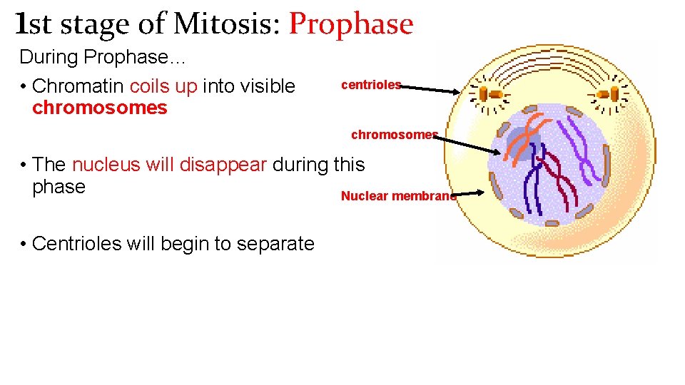 1 st stage of Mitosis: Prophase During Prophase… • Chromatin coils up into visible