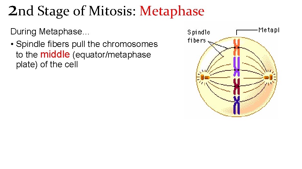 2 nd Stage of Mitosis: Metaphase During Metaphase… • Spindle fibers pull the chromosomes