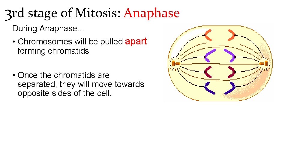 3 rd stage of Mitosis: Anaphase During Anaphase… • Chromosomes will be pulled apart